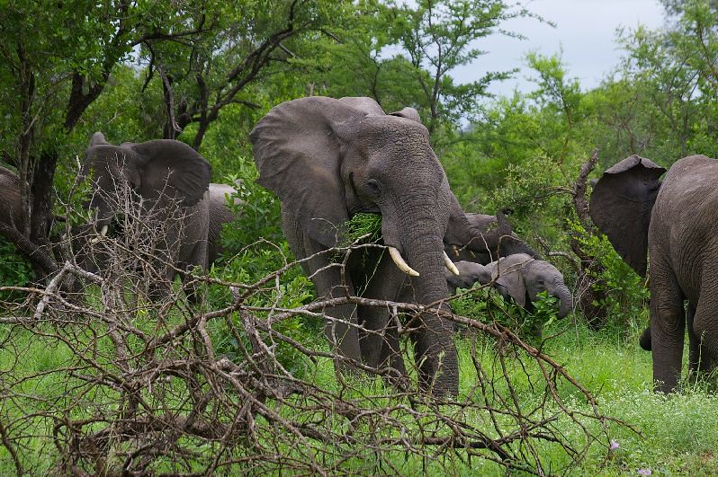 The Big Five in Murchison Falls National Park