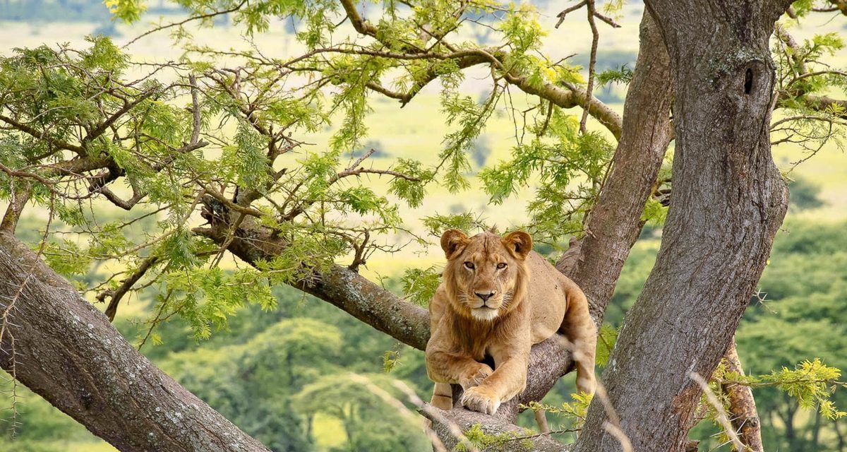 Bwindi Impenetrable National Park