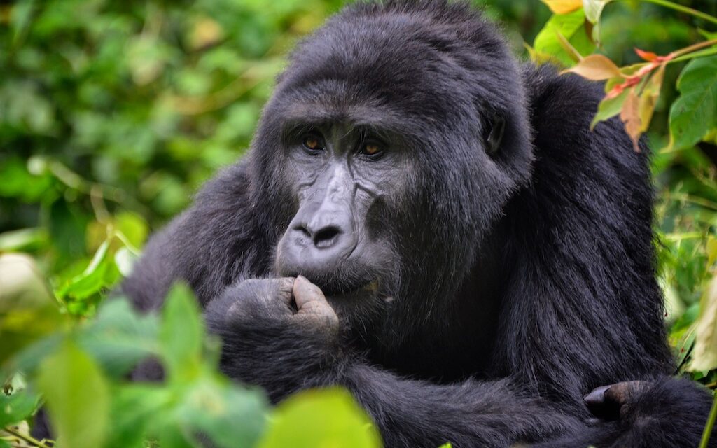 Mountain gorilla in Bwindi Impenetrable Forest, Uganda