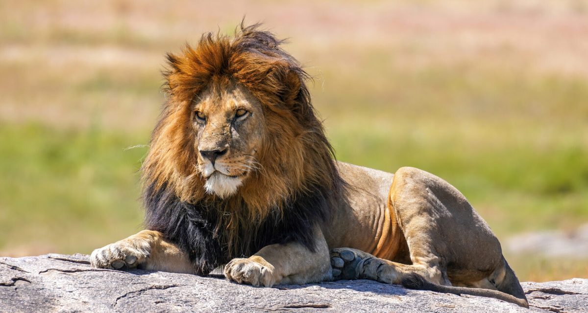 Queen Elizabeth National Park