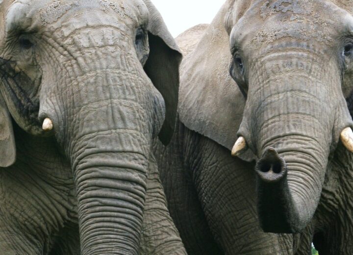 A herd of elephants on the northern savanna of Murchison Falls National Park