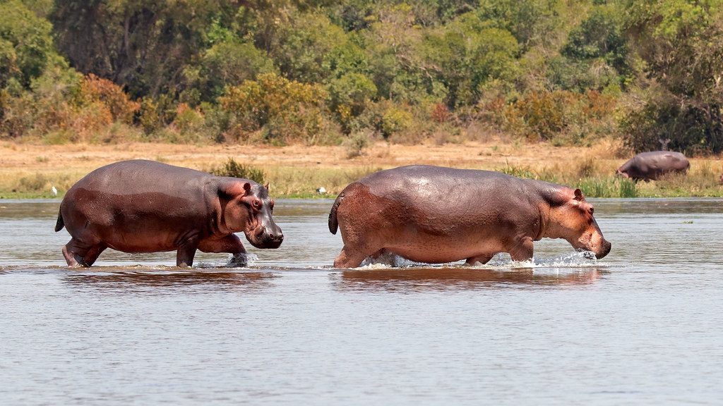Hippos crossing the Victoria Nile below Murchison Falls