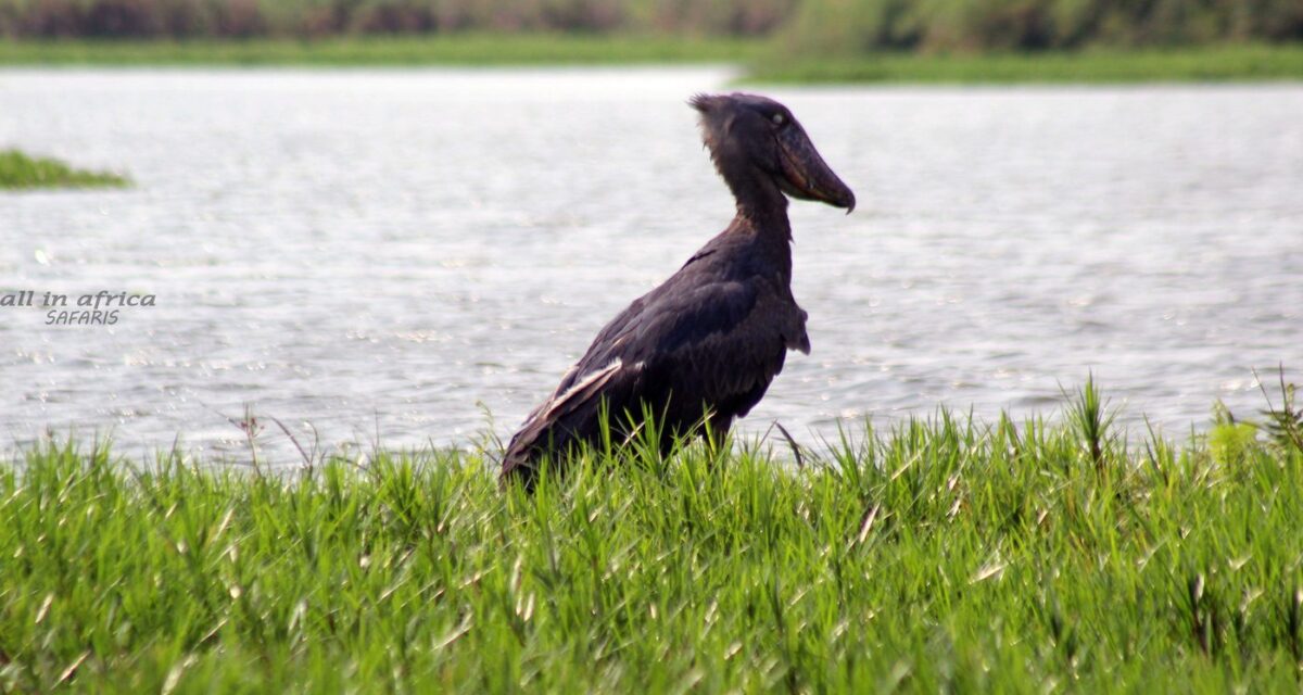 A shoebill stork in the Nile-Lake Albert delta, Murchison Falls National Park