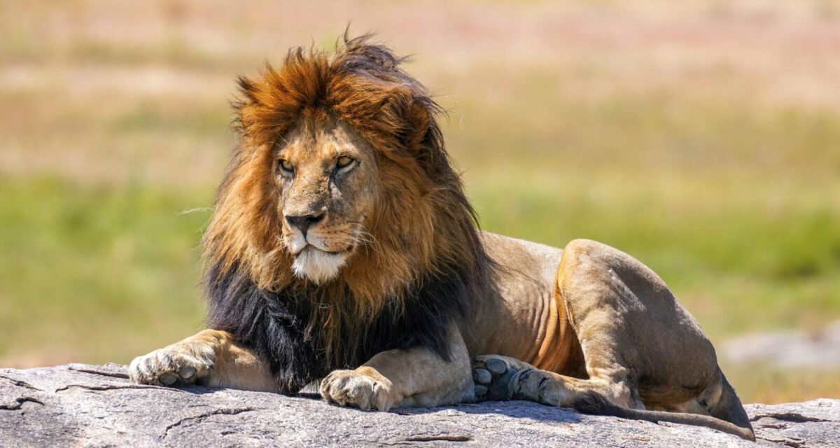A lion resting on the northern savanna of Murchison Falls National Park
